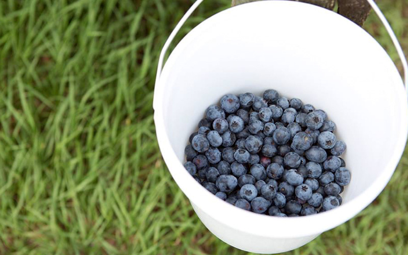 blueberries lake catherine